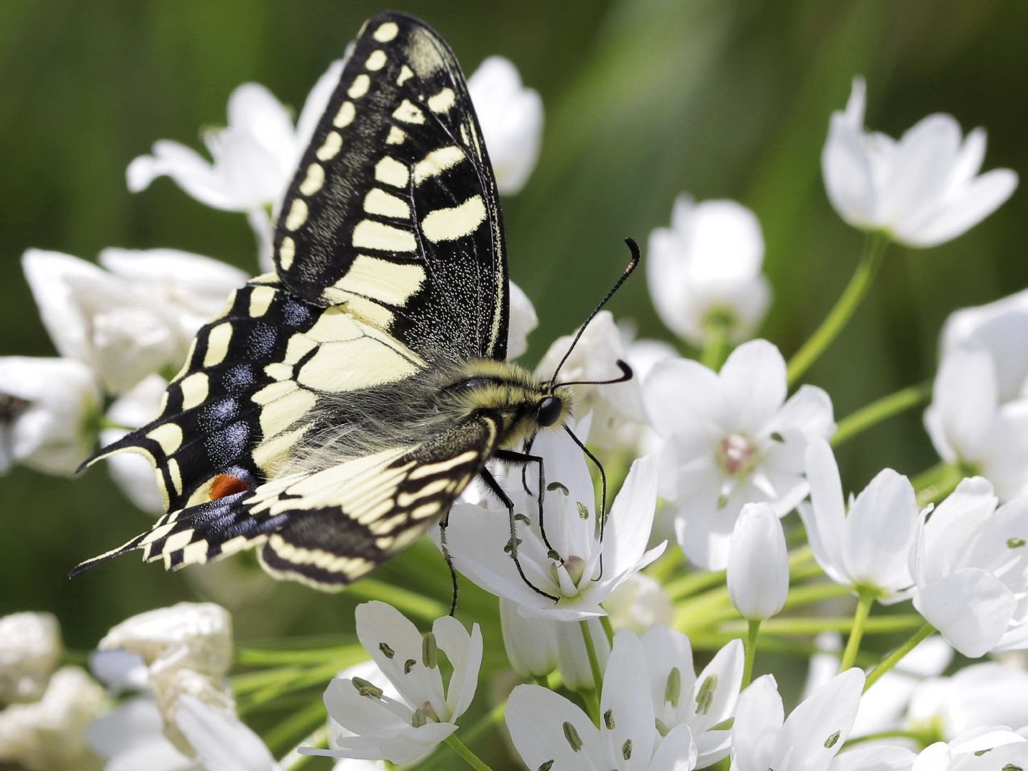 Papilionidae - Papilio machaon